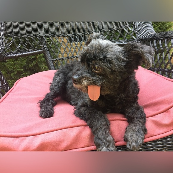 โฅ๏ธ๐๐ป๐ถMeet your Posher, Kim๐๐๏ธ๐๐  - Picture 10 of 12